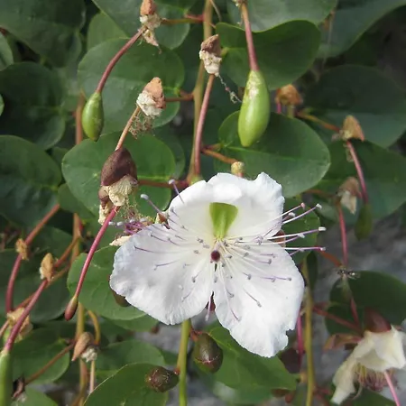 La Rosa Canina 3* Lerici