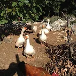 לינה וארוחת בוקר Agriturismo 